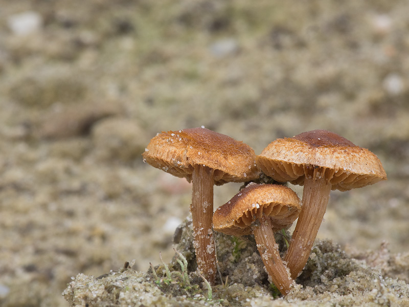 Inocybe jacobi